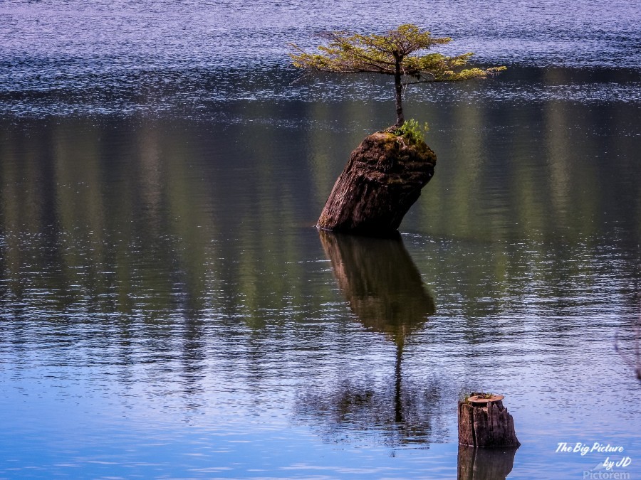 Fairy Lake Bonsai Tree by The Big Picture by JD Wall Art