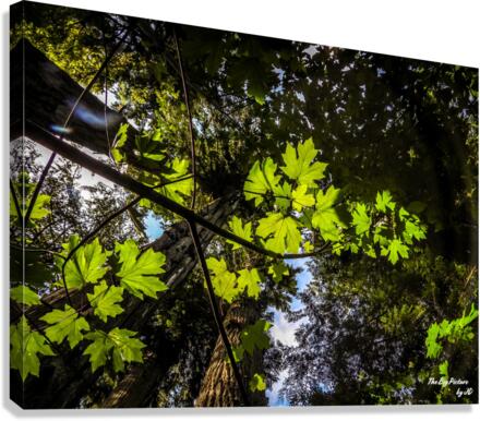 Looking Up  Canvas Print