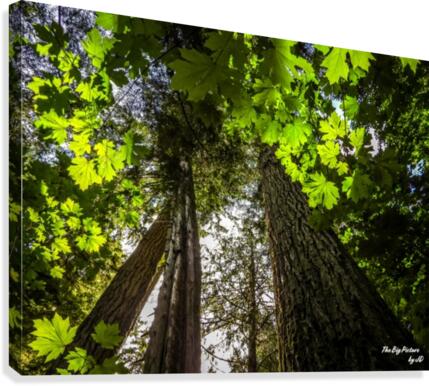 Up Above Canvas Print