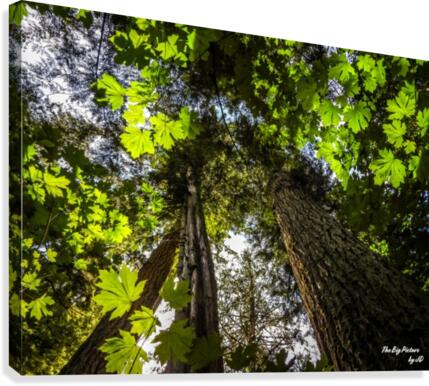 Light Through The Canopy Canvas Print