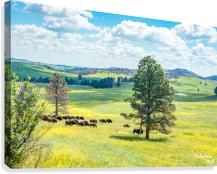 Custer State Park Bison Canvas Print
