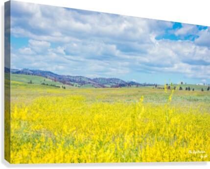 Custer State Park Fields Canvas Print