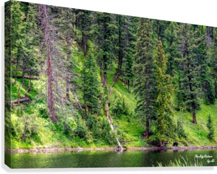 Yellowstone Bear Canvas Print