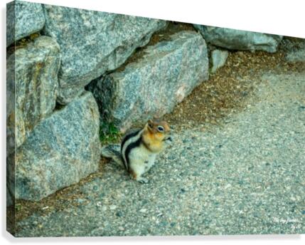 Yellowstone Fred Step Canvas Print