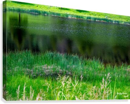 Yellowstone Pond Canvas Print