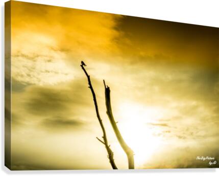 Yellowstone Single Canvas Print