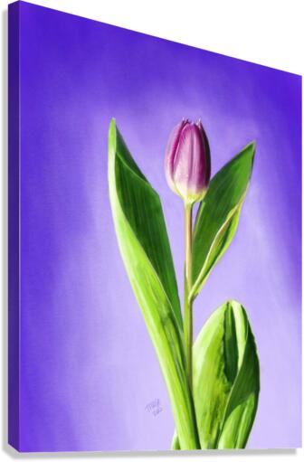 A Showcase Tulip Digital Canvas Print
