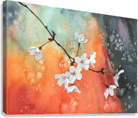 Cherry Blossoms  Canvas Print