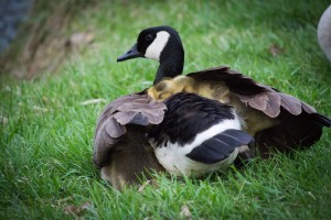 Goslings V