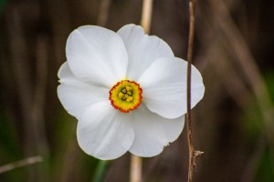 White Flower