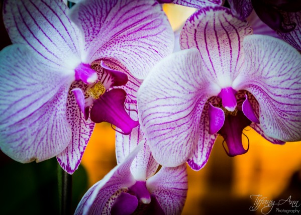 Orchids II Print