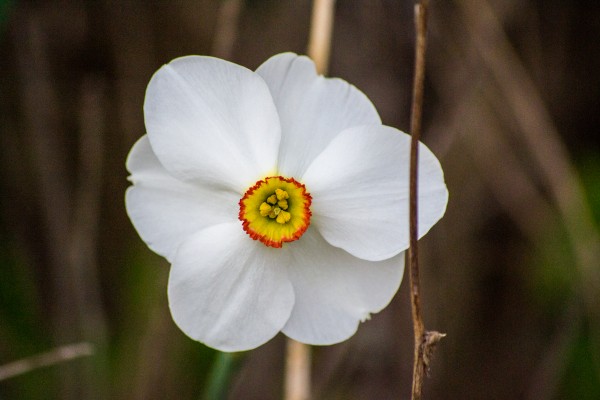 White Flower Print