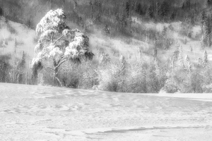 Snow Covered
