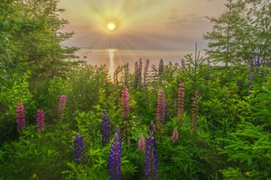 Lupin Sunrise