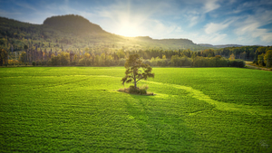 Tree In The Field at Sunset
