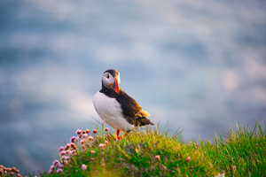 Puffin on the Lookout