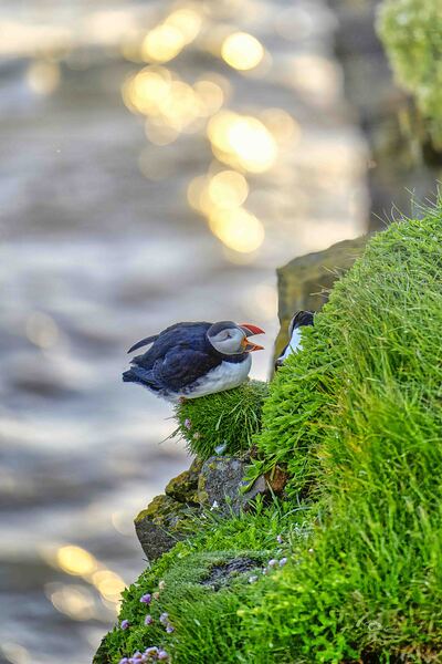 Puffin of North West Iceland by Denis Bresolin Photography