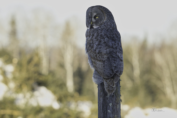 Post Sitting by Denis Bresolin Photography