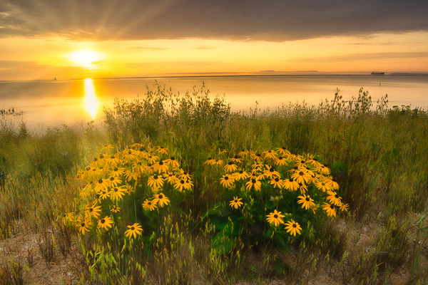 Morning-Black Eye Susies by Denis Bresolin Photography