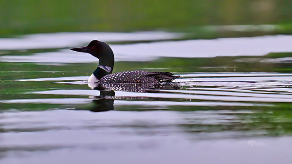 Call Of The Wild by Denis Bresolin Photography