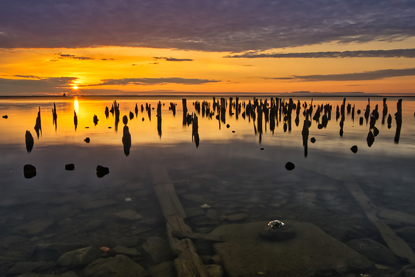Stand Tall by Denis Bresolin Photography