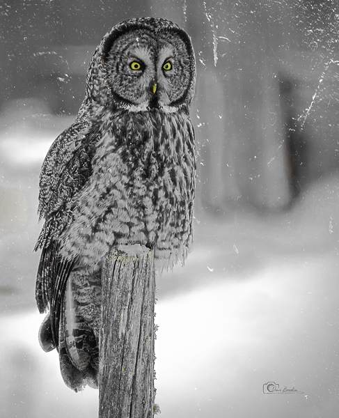 Hoot..Hoot by Denis Bresolin Photography