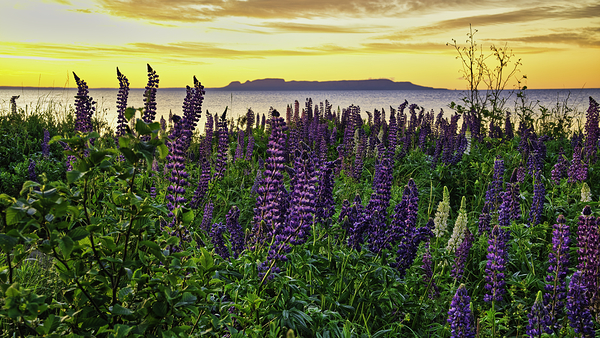 Lupins of Lake Superior by Denis Bresolin Photography