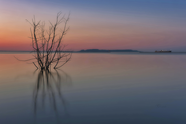 Water Tree by Denis Bresolin Photography