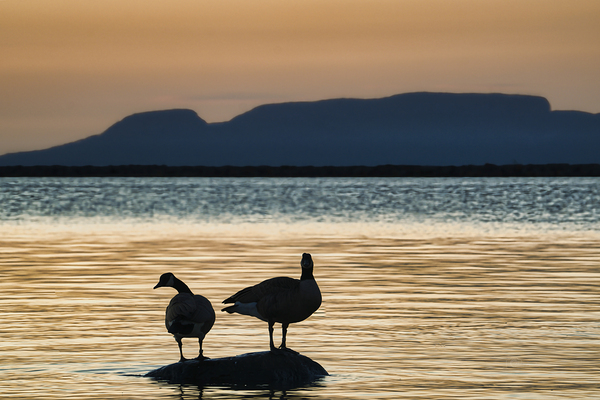 Sitting Pretty by Denis Bresolin Photography