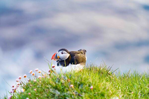 Northwest Fiords-Iceland by Denis Bresolin Photography