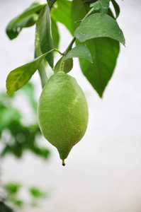 Close-up of lemon on tree against white background