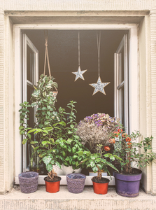 Plants galore
