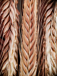 Macro shot of oars of wheat