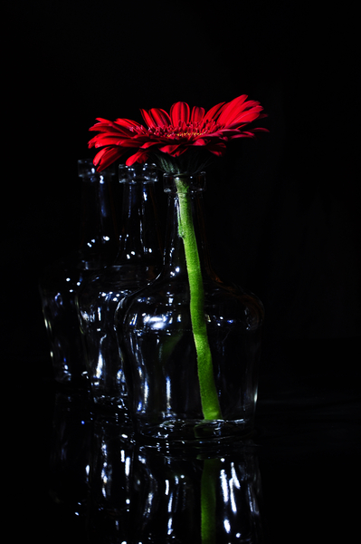 One flower is enough by Thevectoryfloor