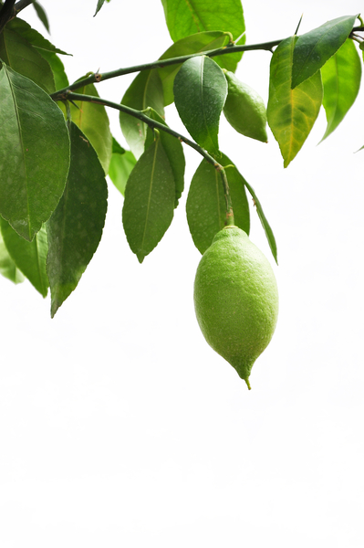 Low angle view of lemon on tree on white background by Thevectoryfloor