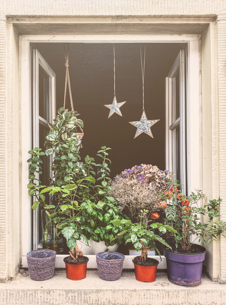 Plants galore Print