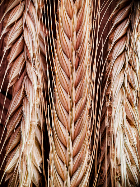 Macro shot of oars of wheat by Thevectoryfloor