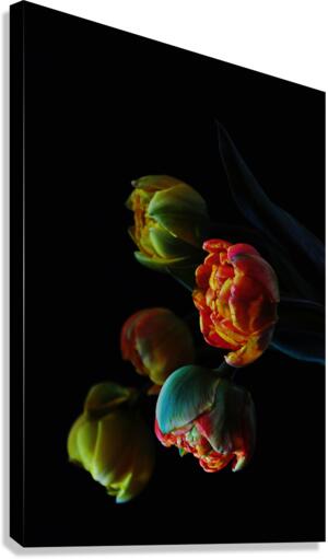 Five tulips Canvas Print