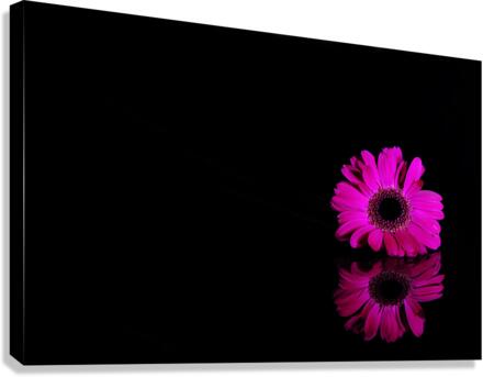Pink gerbera Canvas Print