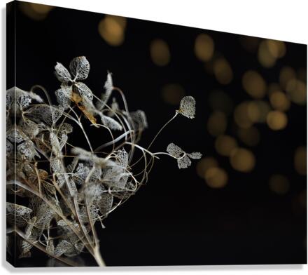 Reaching out Canvas Print