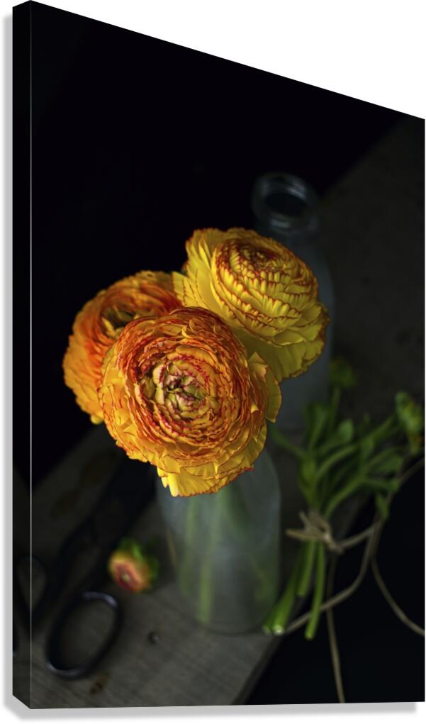 Ranunculus III Canvas Print