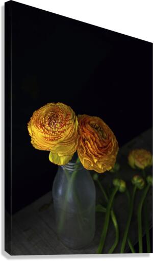Ranunculus I Canvas Print