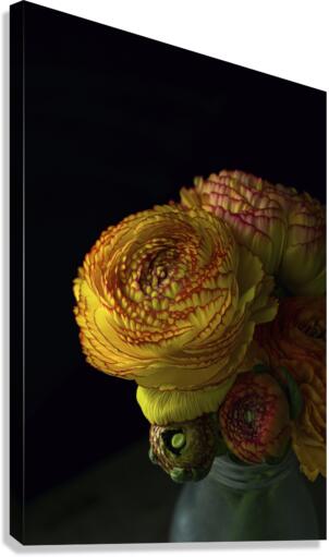 Ranunculus II Canvas Print