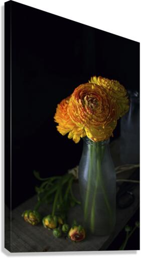 Ranunculus IV Canvas Print