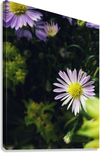Daisies I Canvas Print