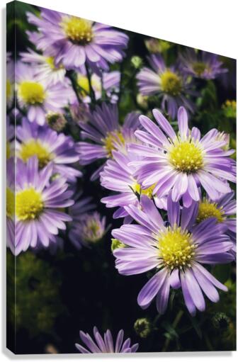 Daisies II Canvas Print
