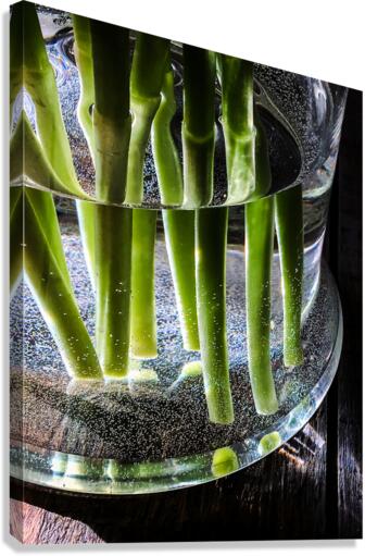 Green stems Canvas Print