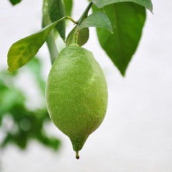 Close-up of lemon on tree against white background
