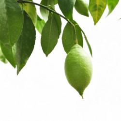 Low angle view of lemon on tree on white background