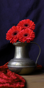 Bright Red Gerbera Still Life